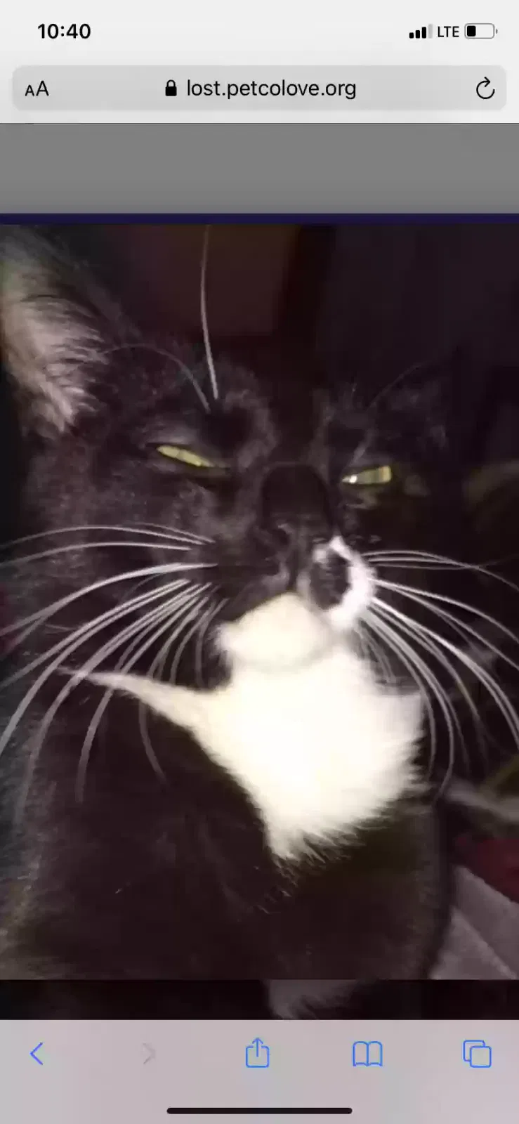 Lost cat in Revere, MA, 2151