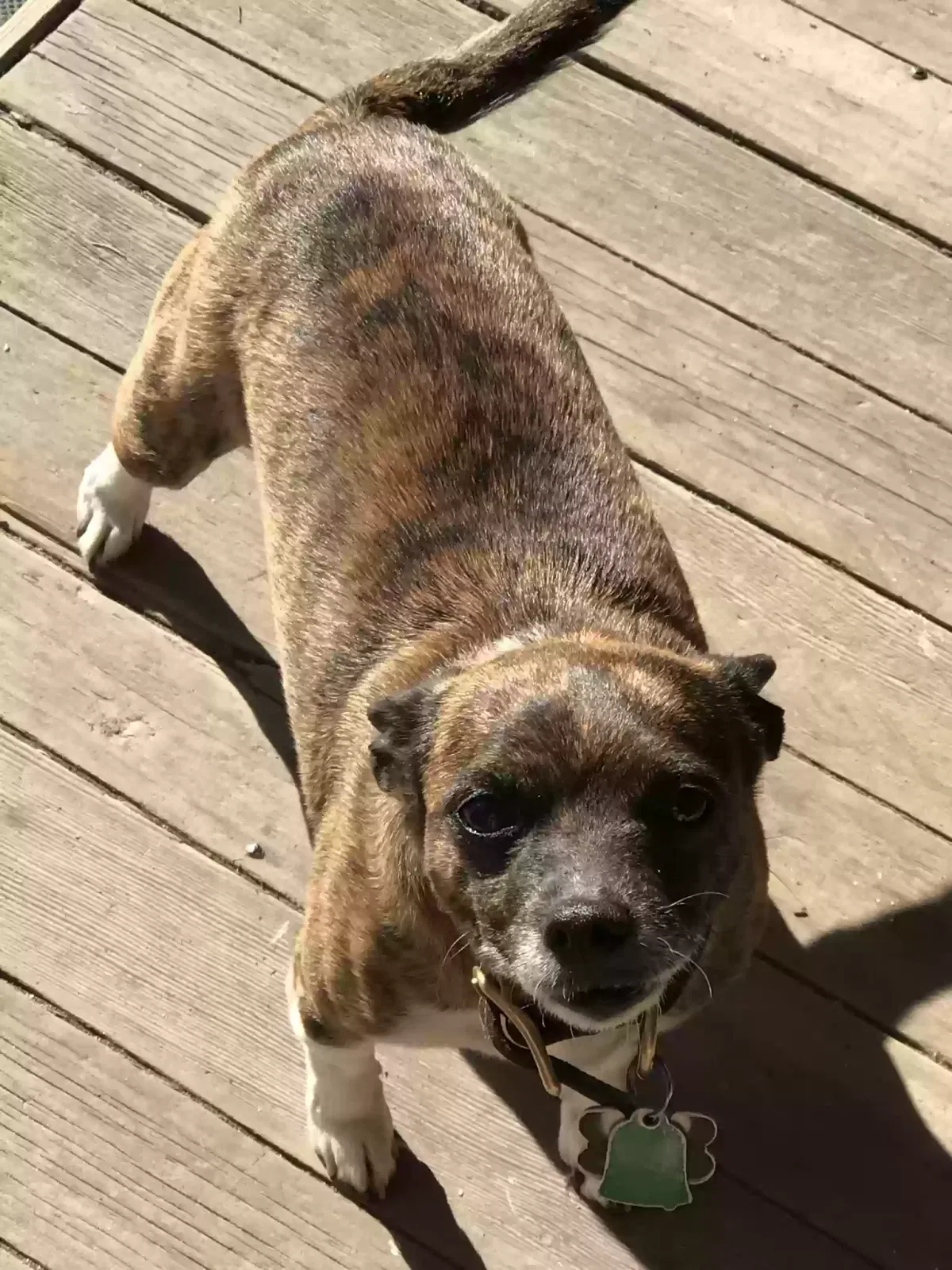 Lost dog in Interlachen, FL, 32148