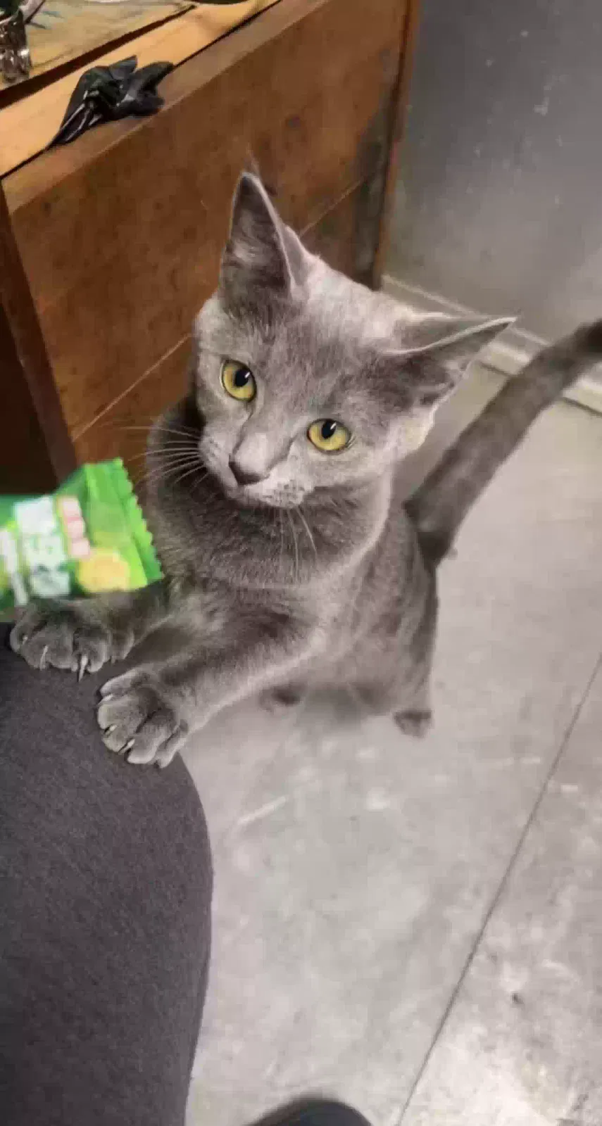 Lost cat in Temple Hills, MD, 20748