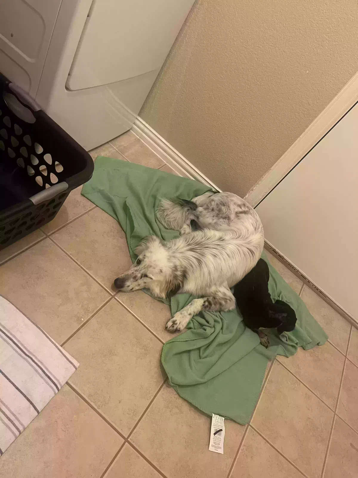 Lost dog in Waxahachie, TX, 75165