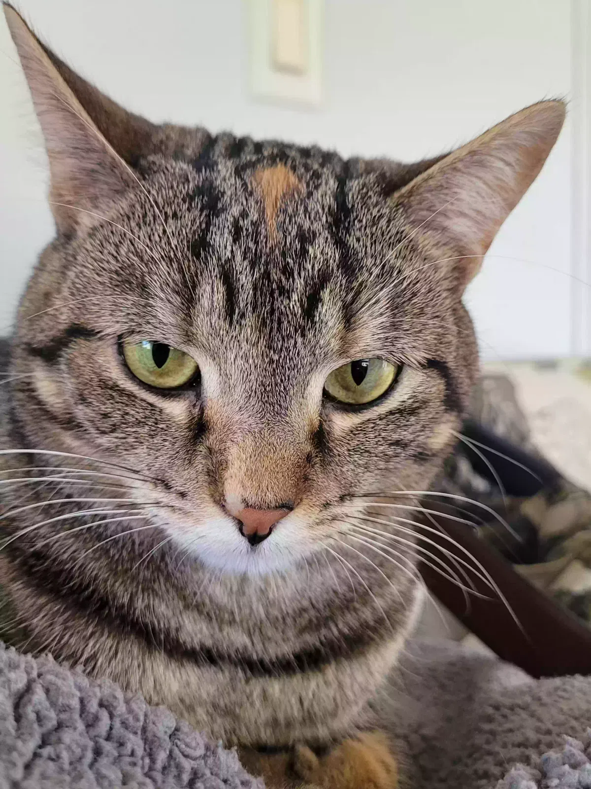 Lost cat in Reynoldsburg, OH, 43068