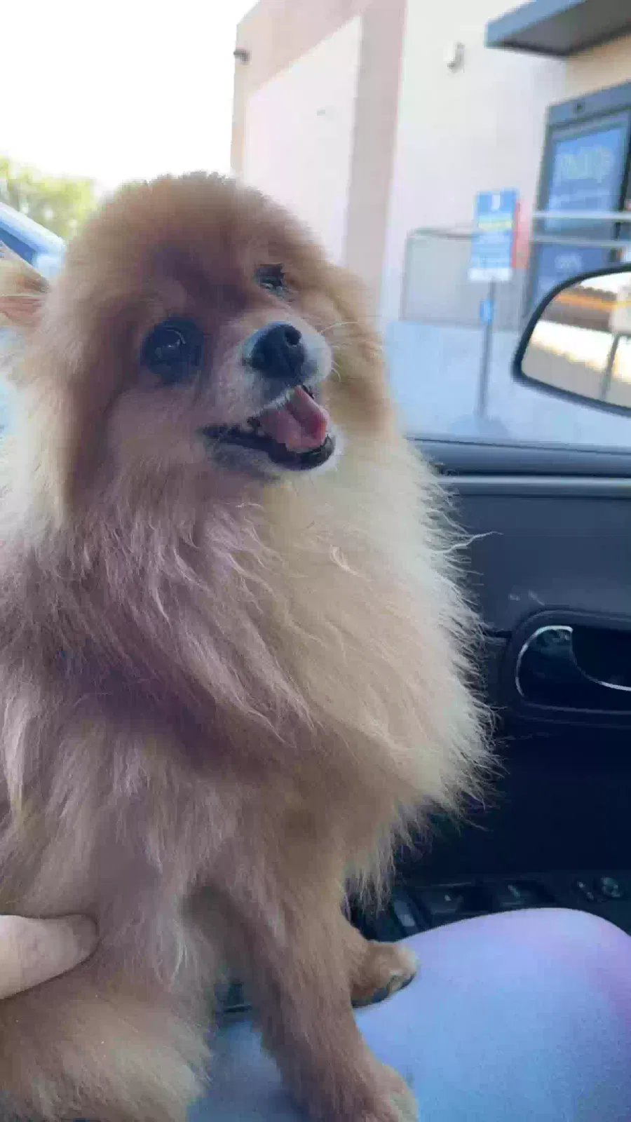 Lost dog in North Las Vegas, NV, 89081