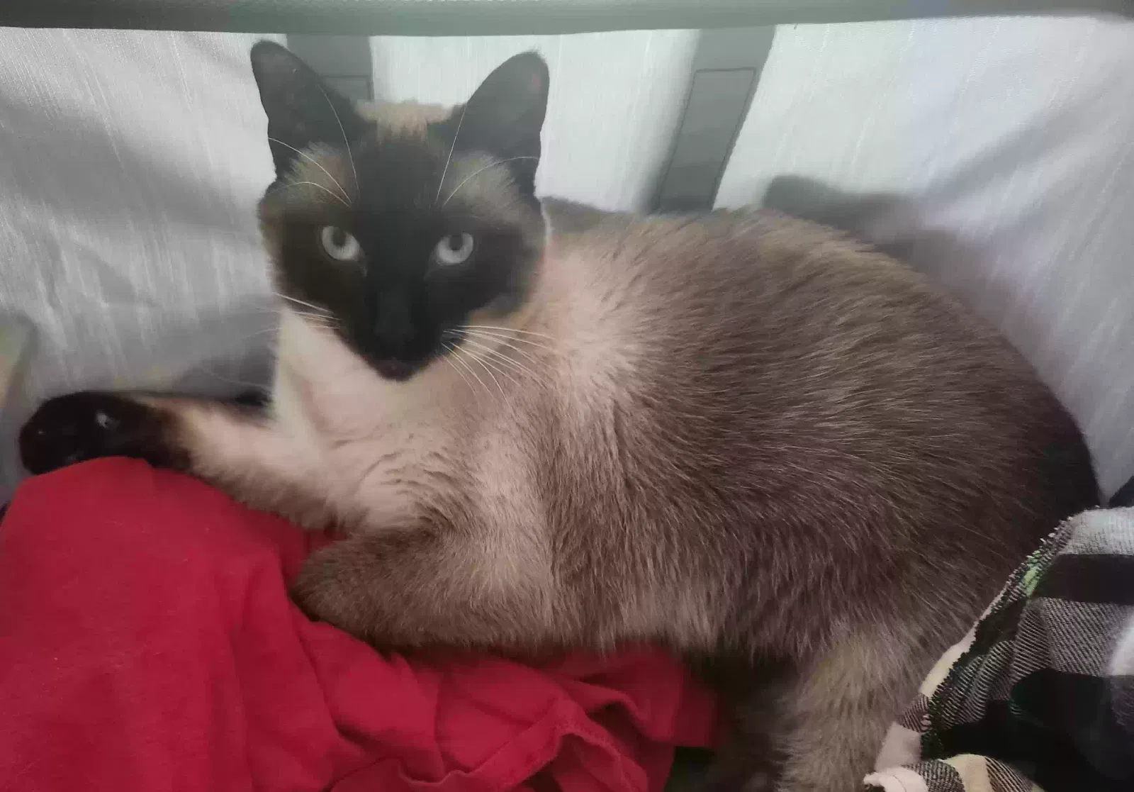 Lost cat in Kennesaw, GA, 30144