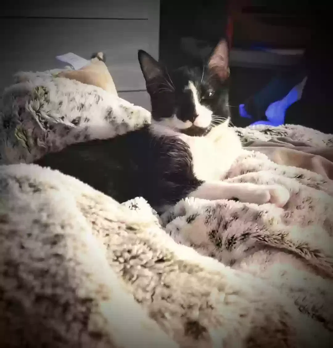 Lost cat in Houston, TX, 77042