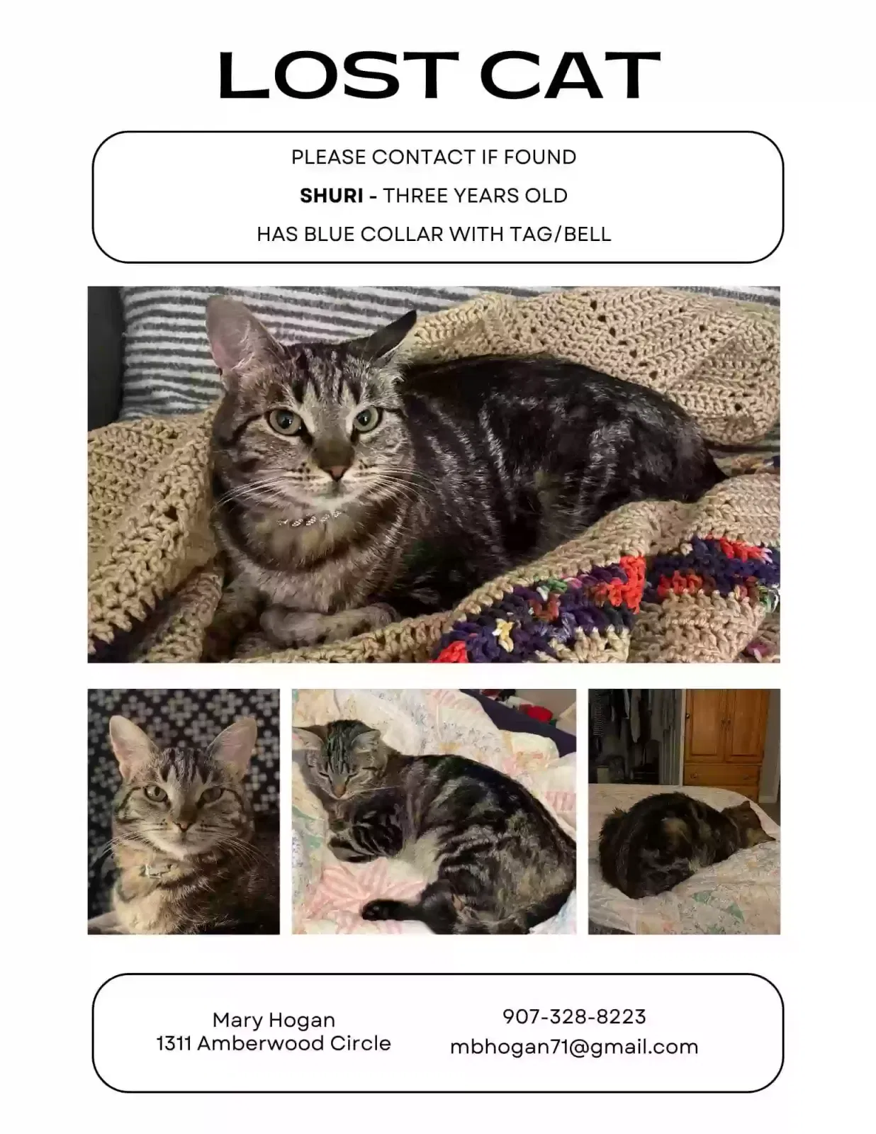 Lost cat in Murfreesboro, TN, 37128