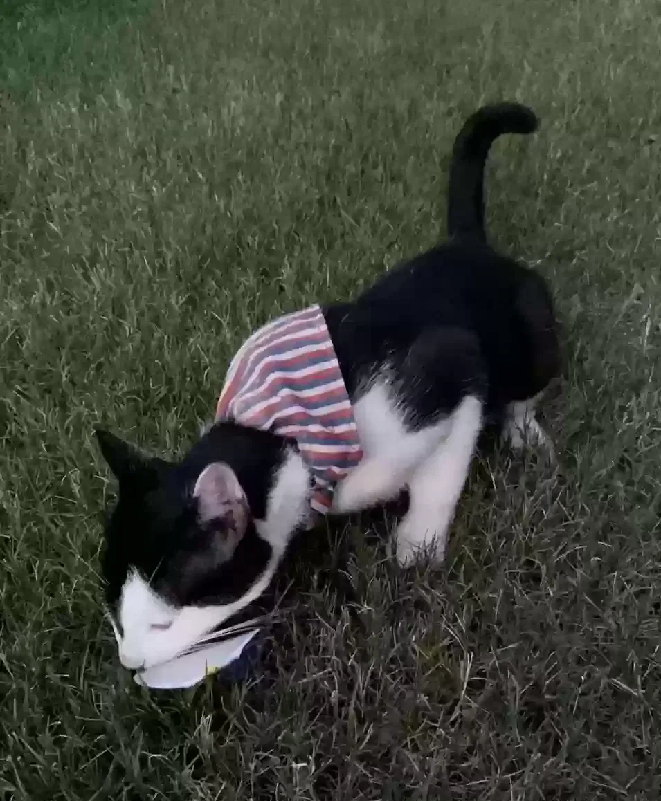 Lost cat in Millington, TN, 38053