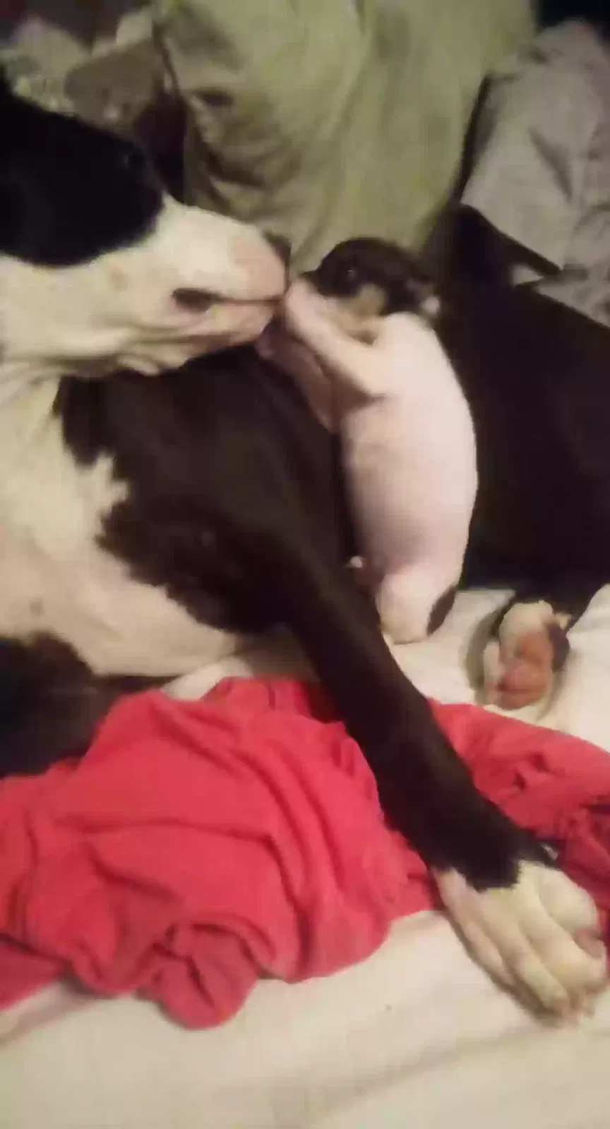 Lost dog in Waverly, OH, 45690