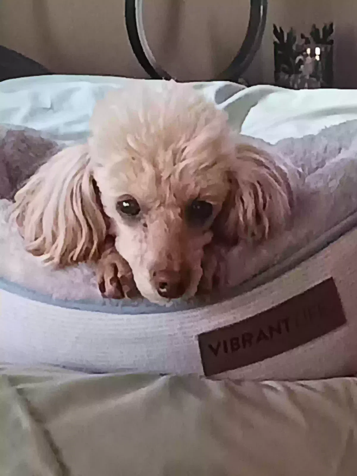 Lost dog in Coeur D Alene, ID, 83814
