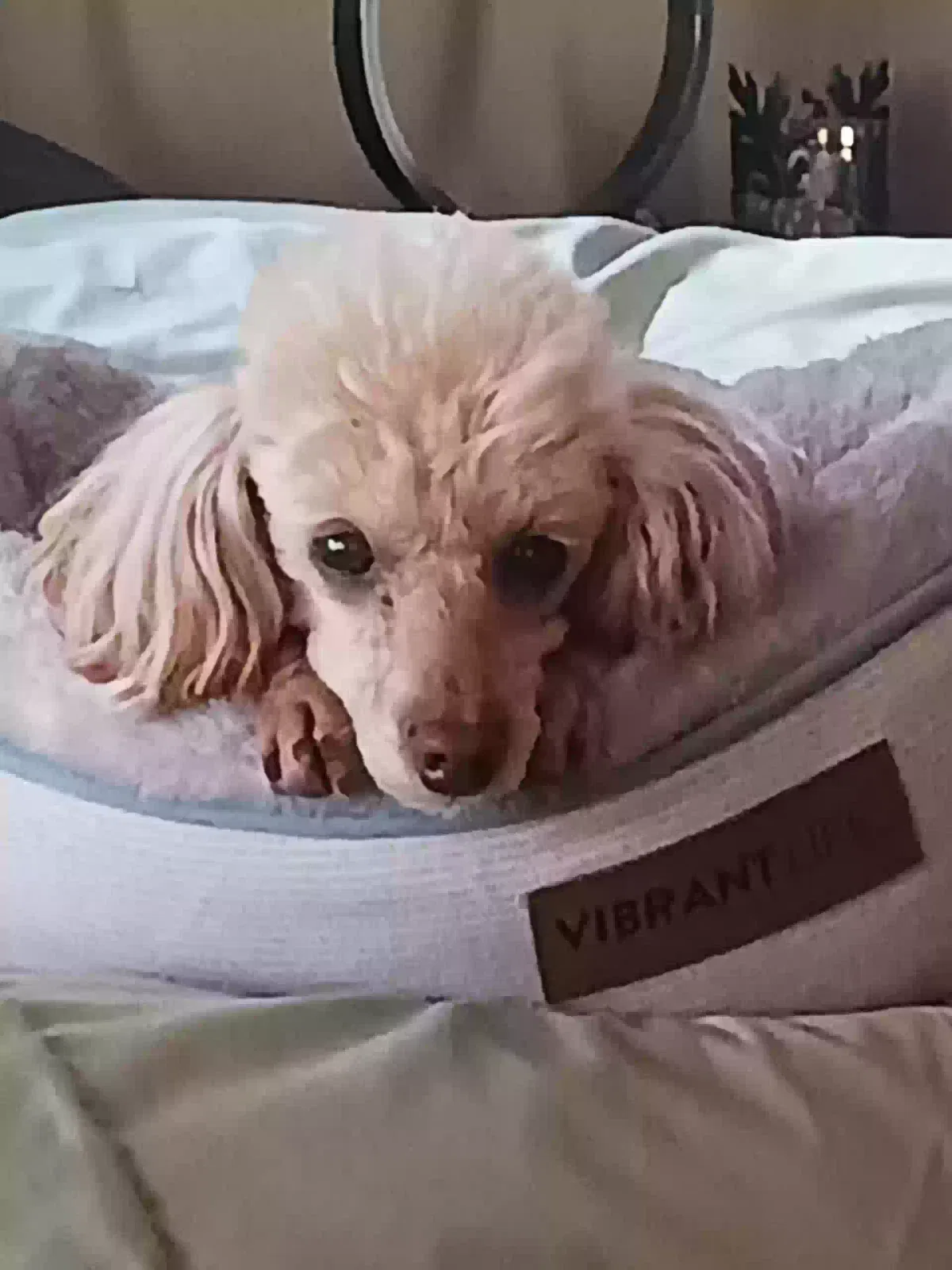 Lost dog in Coeur D Alene, ID, 83814