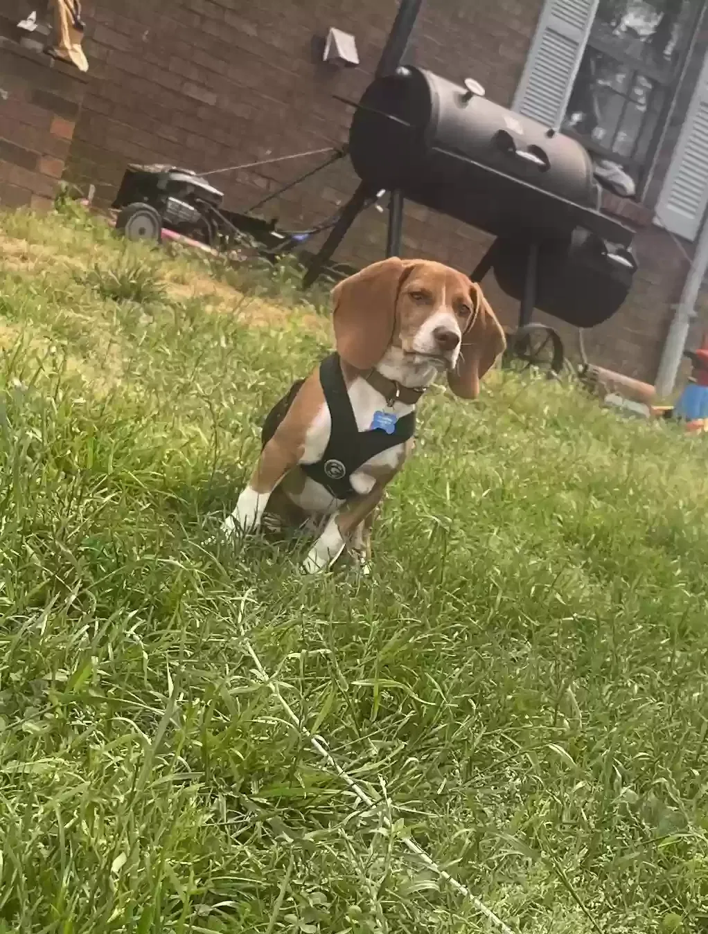 Lost dog in Glasgow, KY, 42141