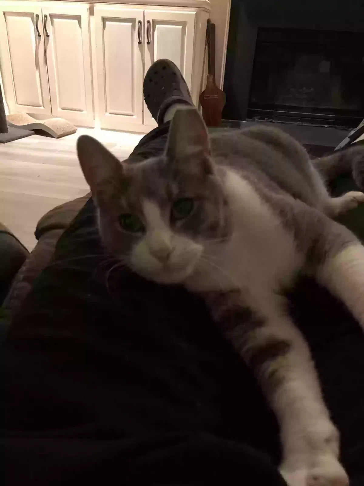 Lost cat in Kingwood, TX, 77339