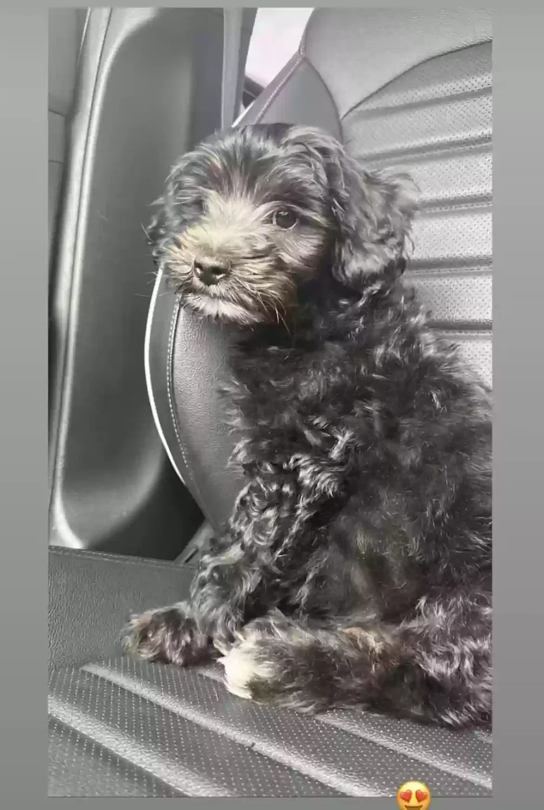 Lost dog in Riverside, CA, 92505
