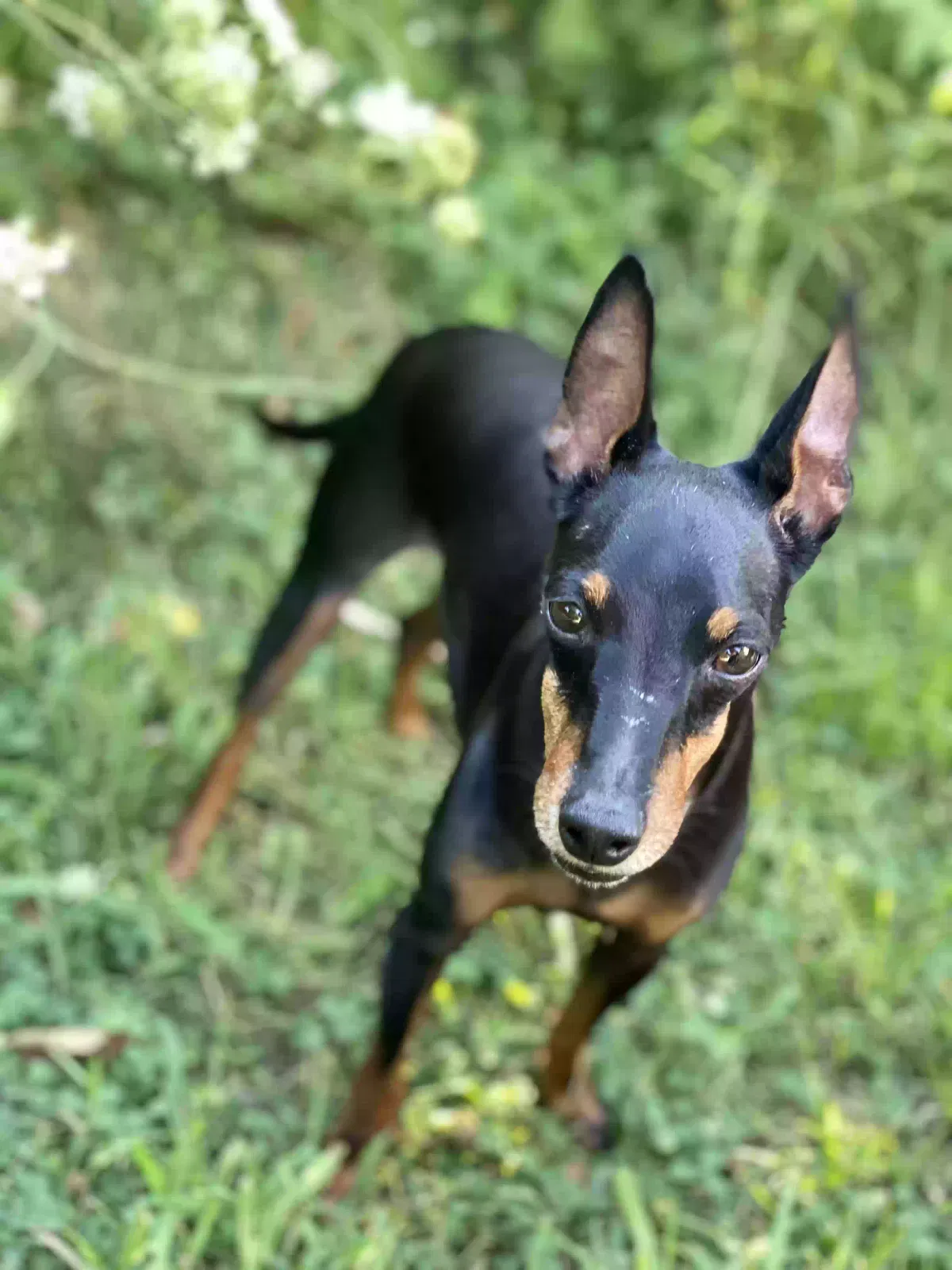 Lost dog in Oceanside, CA, 92057
