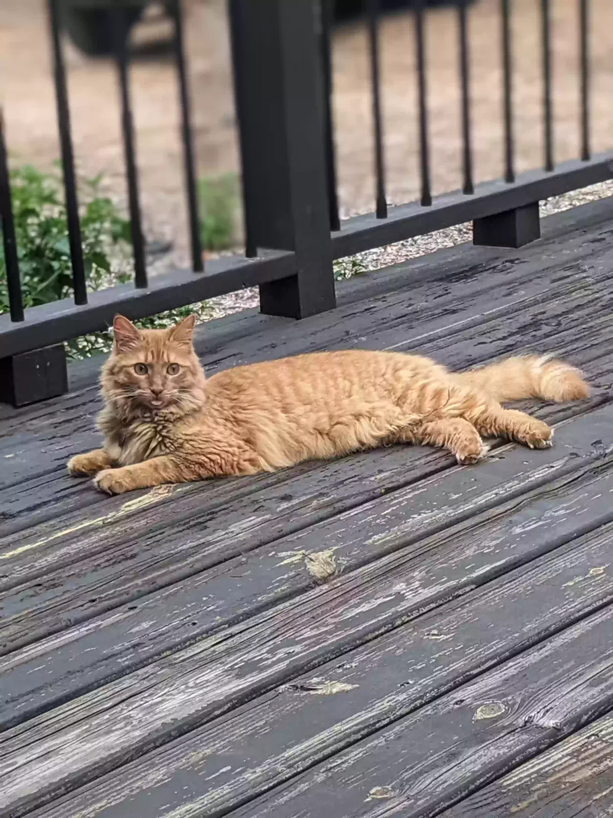 Lost cat in Eustis, FL, 32736