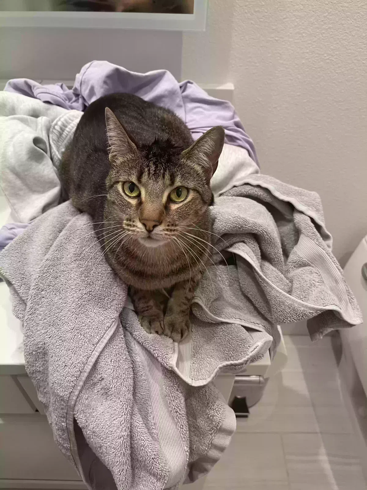 Lost cat in San Diego, CA, 92108