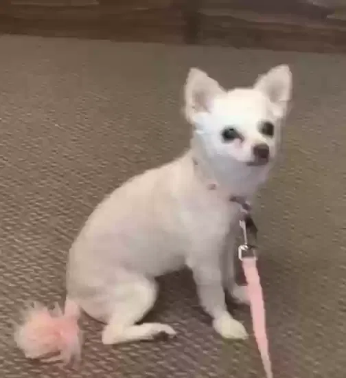 Lost dog in Arvada, CO, 80002