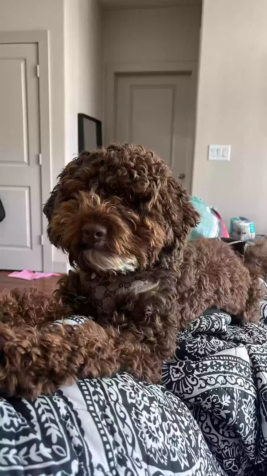 Lost dog in Houston, TX, 77015