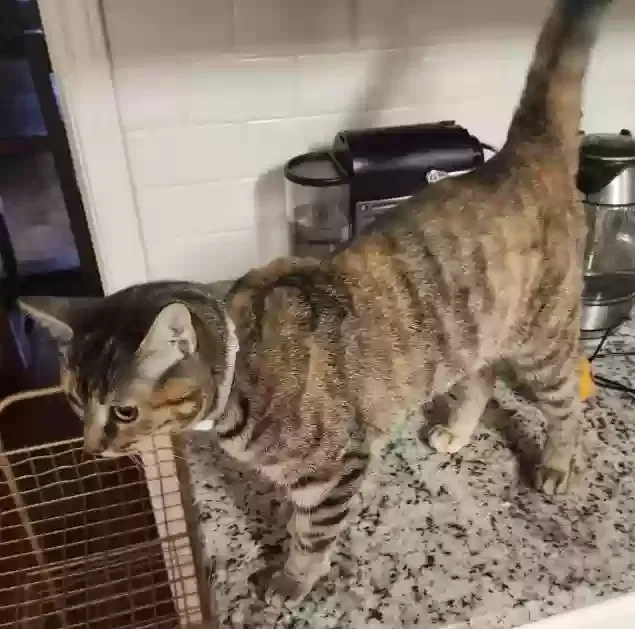 Lost cat in Cedar Park, TX, 78613