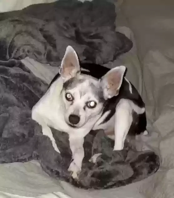 Lost dog in Spring, TX, 77388