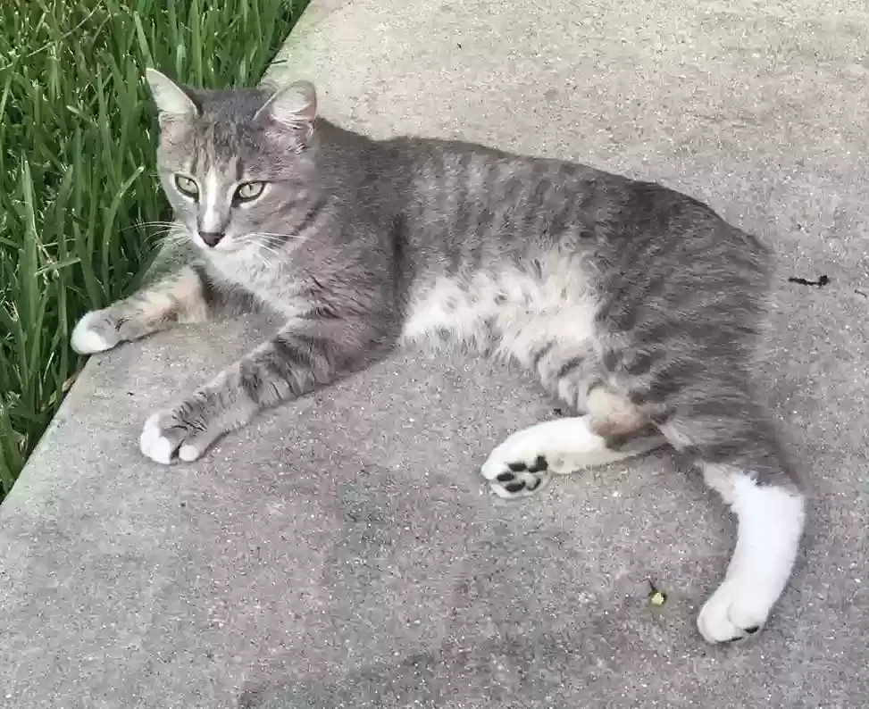 Lost cat in Bremerton, WA, 98311