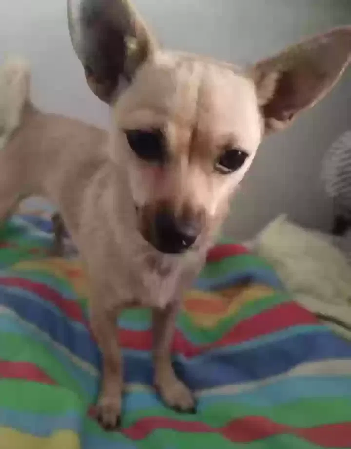 Lost dog in Yuba City, CA, 95991