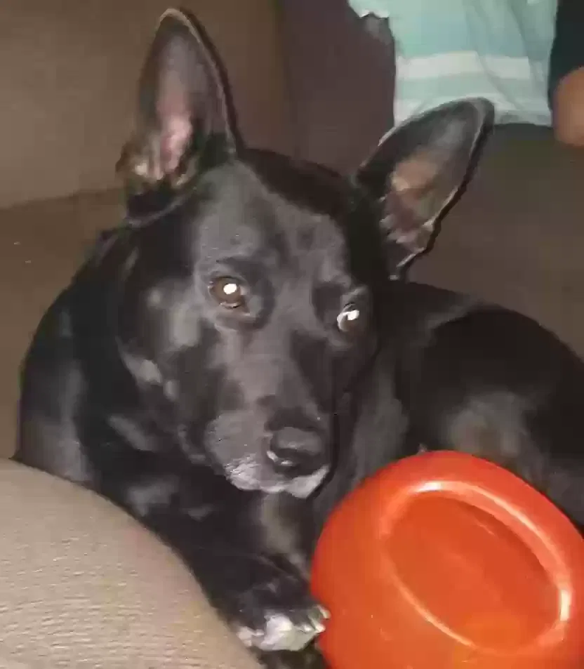 Lost dog in Ellensburg, WA, 98926