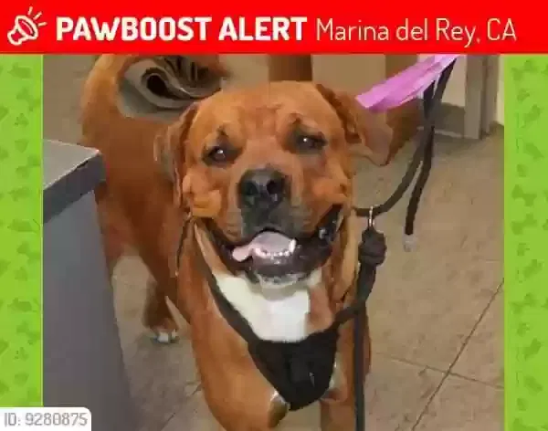 Lost dog in Venice, CA, 90291