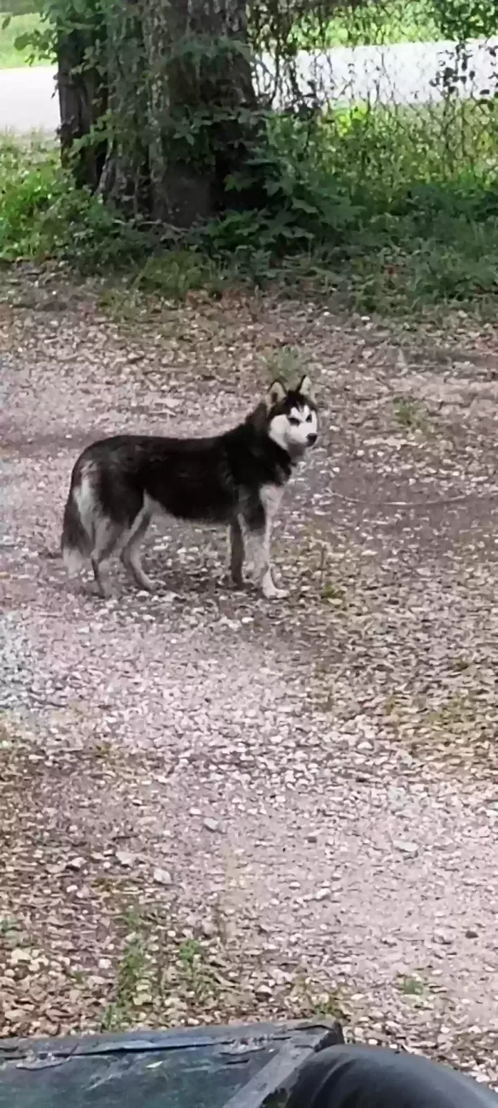 Lost dog in Splendora, TX, 77372