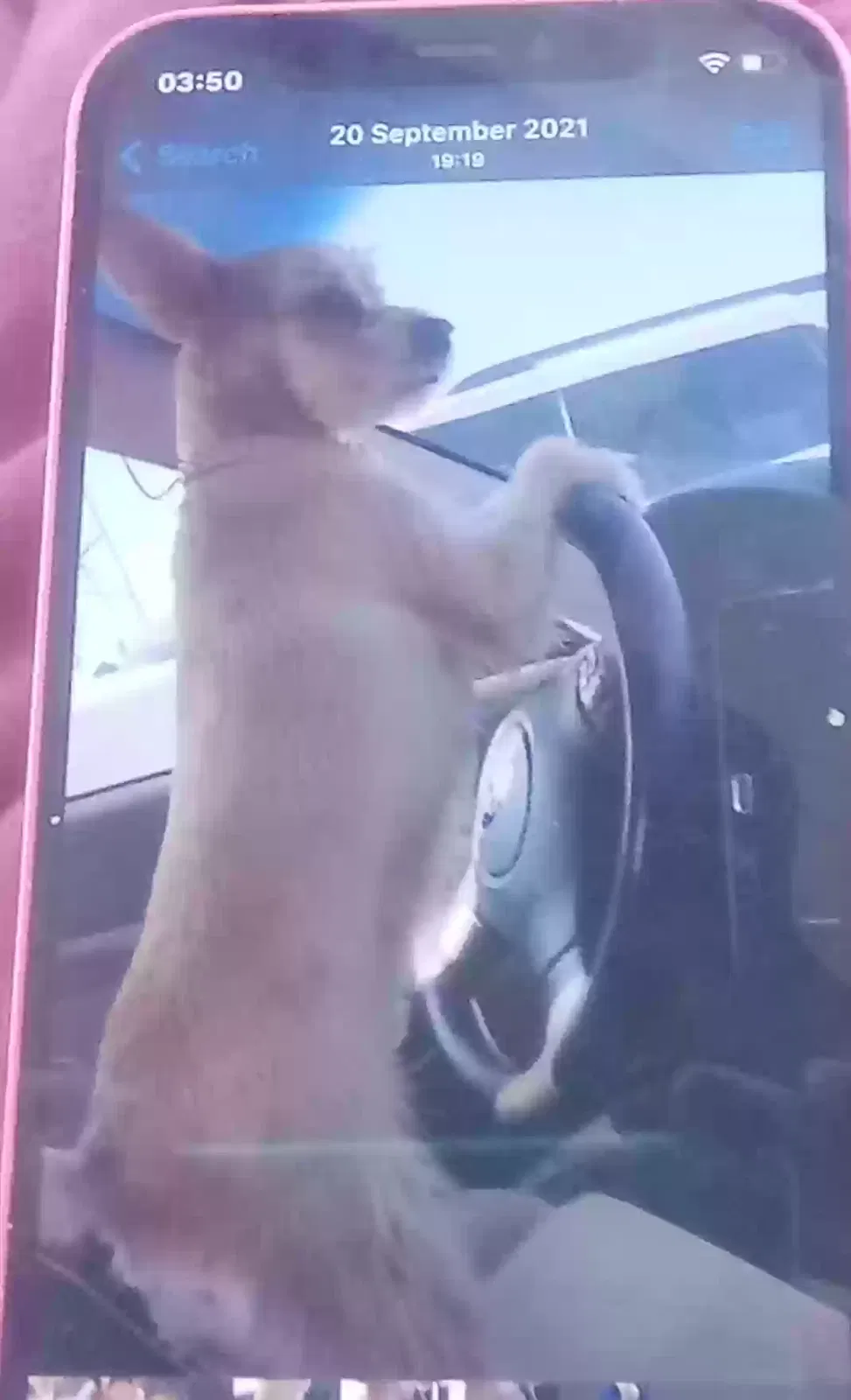 Lost dog in Colorado Springs, CO, 80909