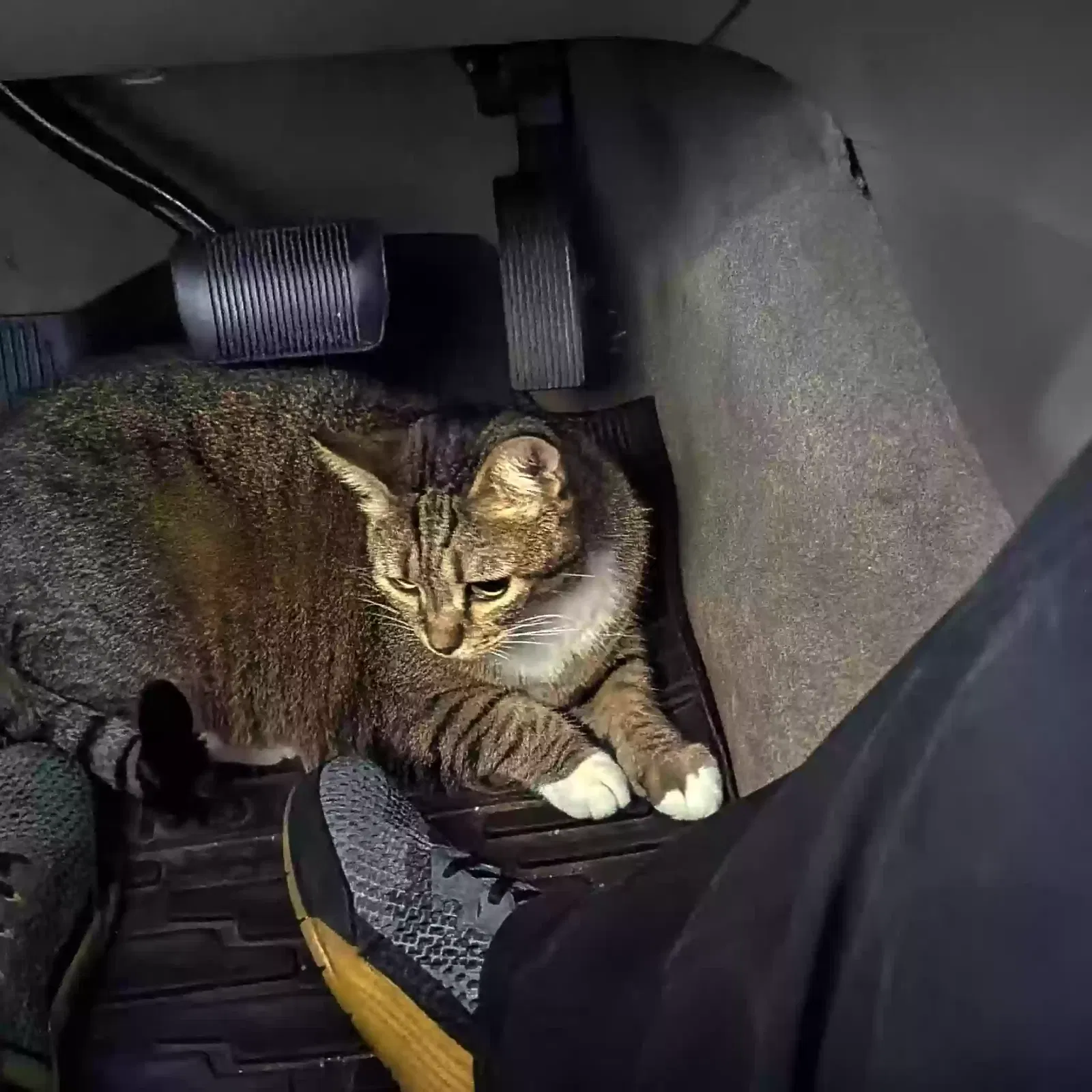 Lost cat in Abilene, TX, 79601