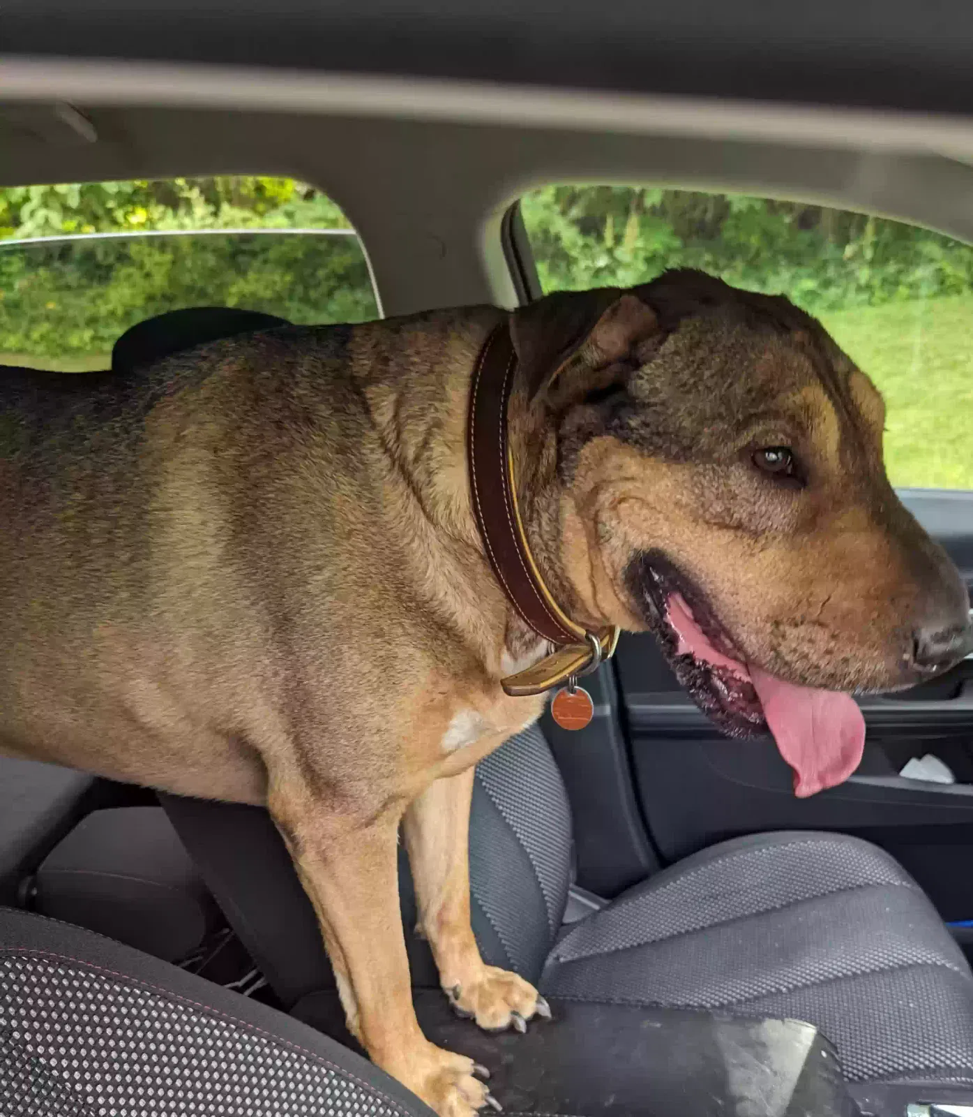 Found dog in Loudonville, OH, 44842