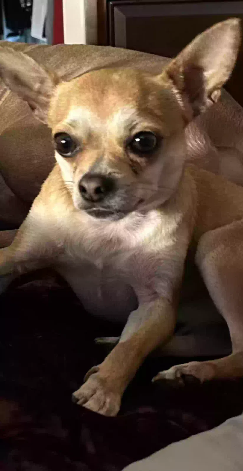 Lost dog in Orlando, FL, 32809