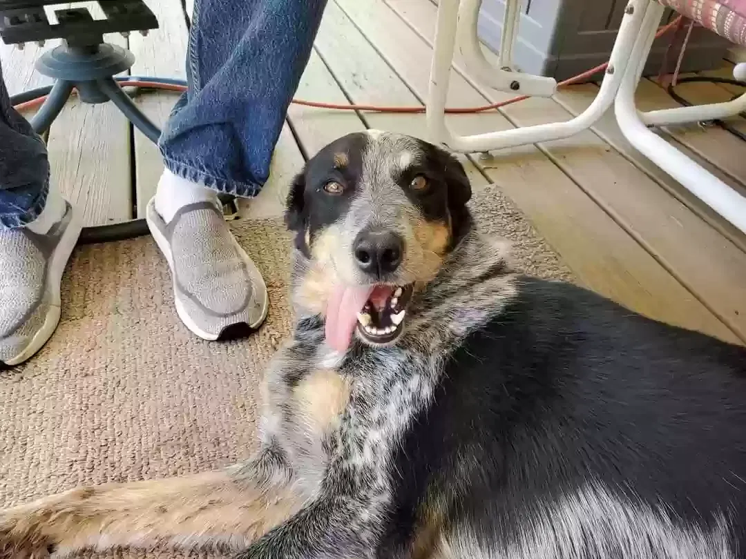 Found dog in Clearwater, KS, 67026
