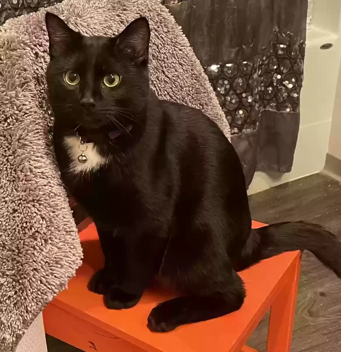 Lost cat in Salem, OR, 97306