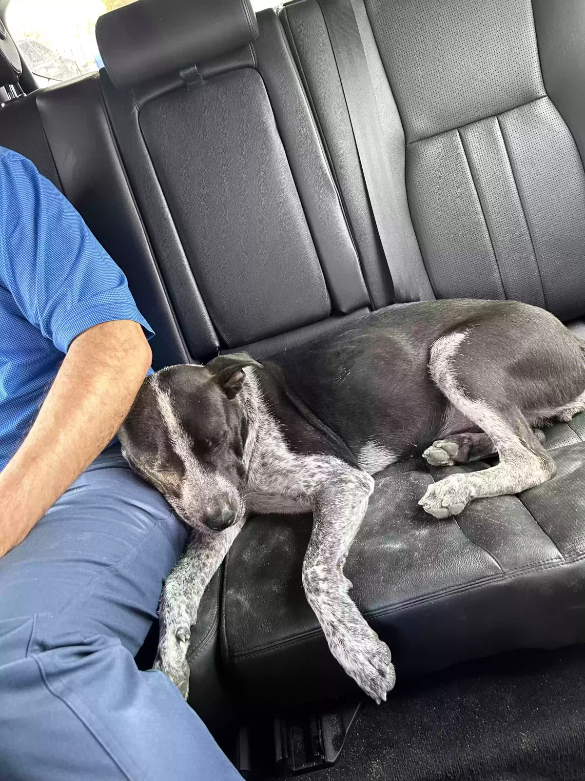 Found dog in El Paso, TX, 79924