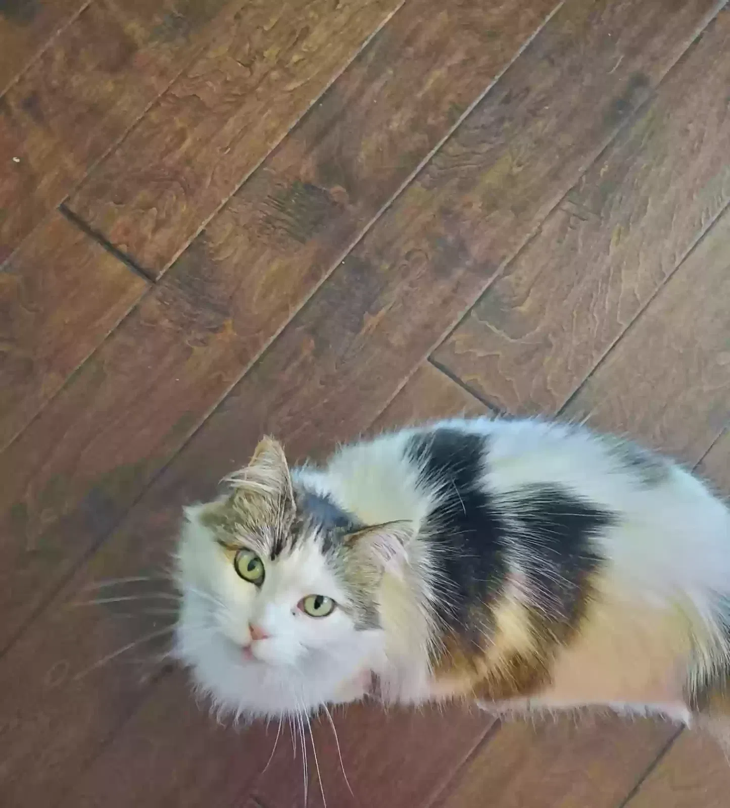 Lost cat in Portland, OR, 97230