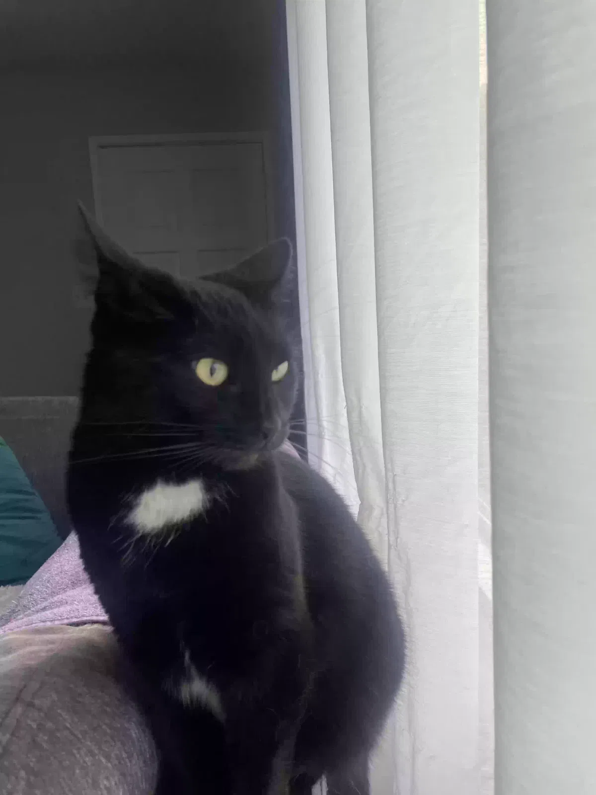 Lost cat in Portland, OR, 97230