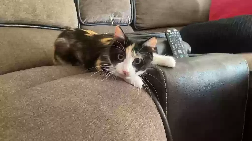 Lost cat in El Paso, TX, 79904