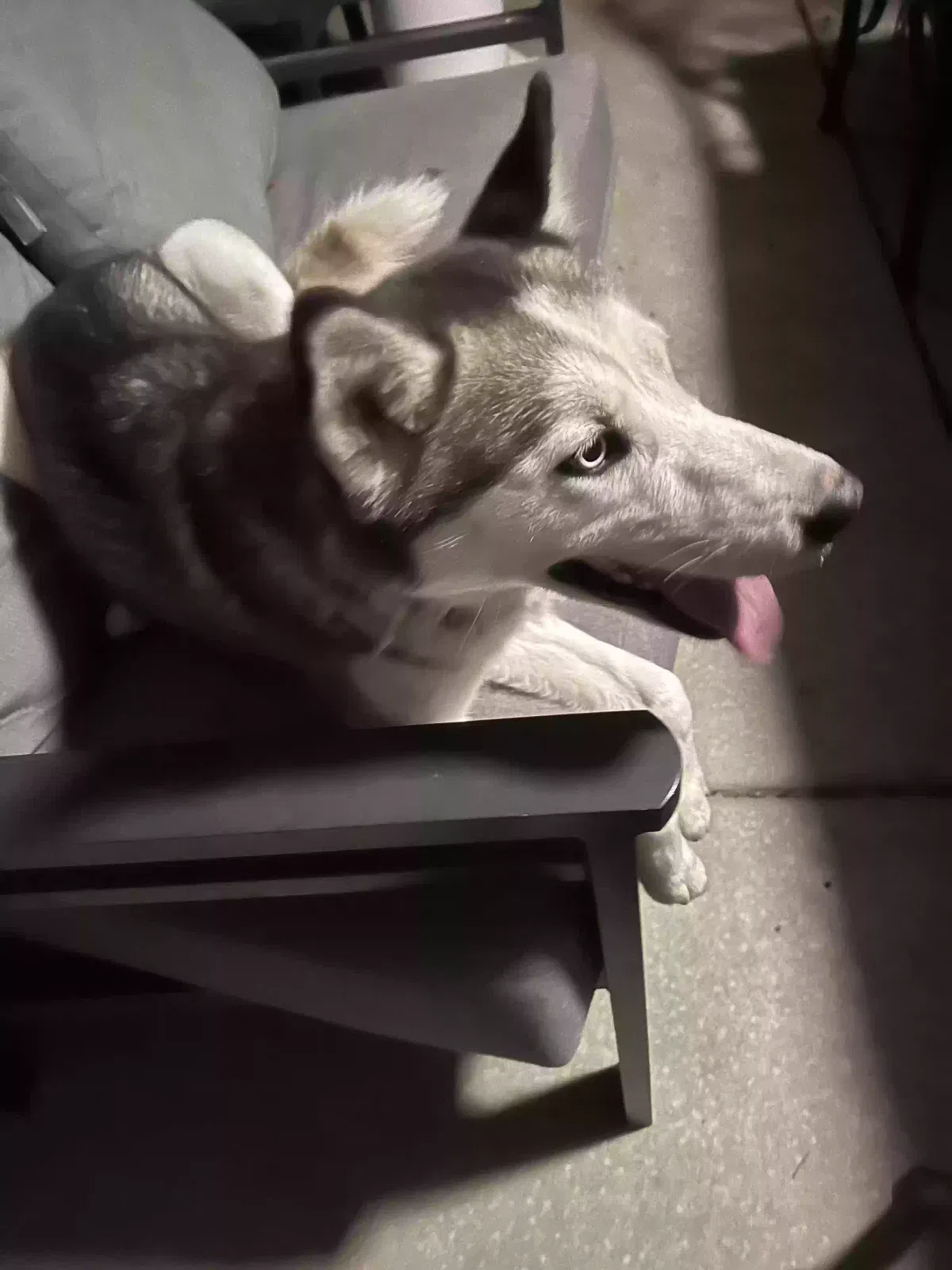 Lost dog in Sacramento, CA, 95828
