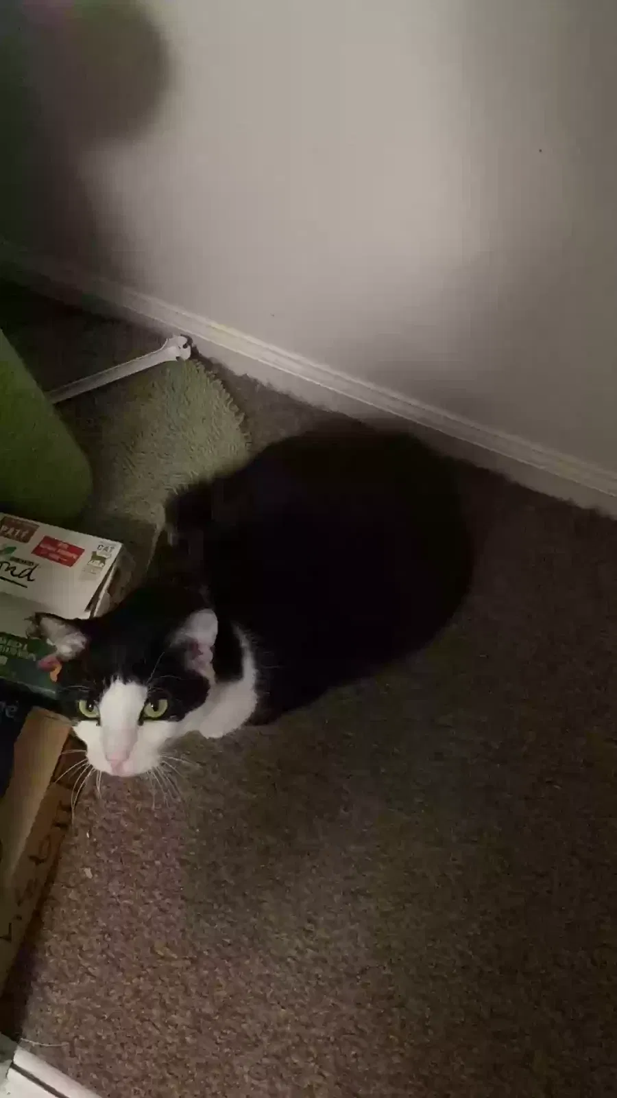 Lost cat in West Lafayette, IN, 47906