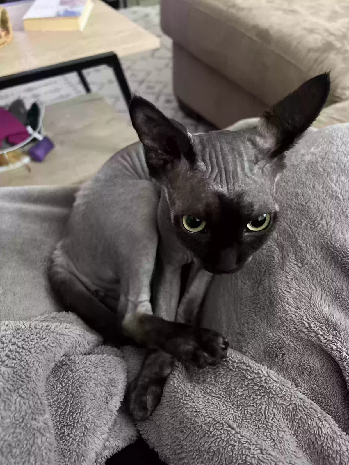 Lost cat in Everett, WA, 98201