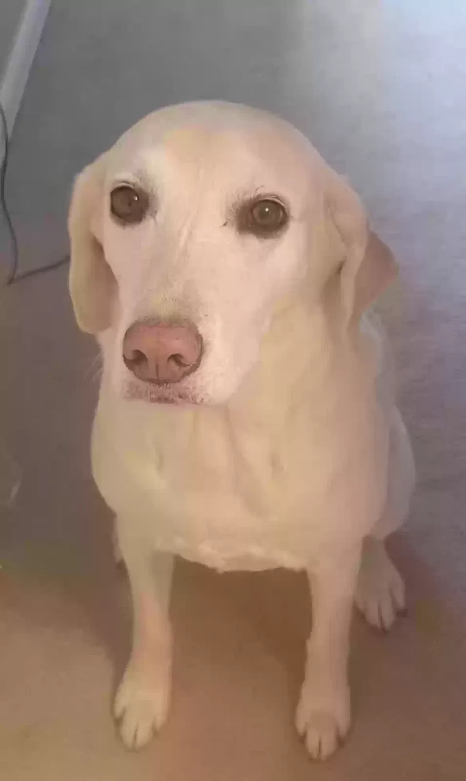 Lost dog in Colorado Springs, CO, 80920