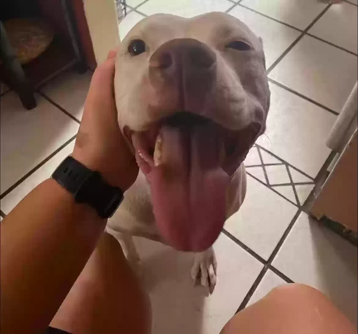 Found dog in Phoenix, AZ, 85029