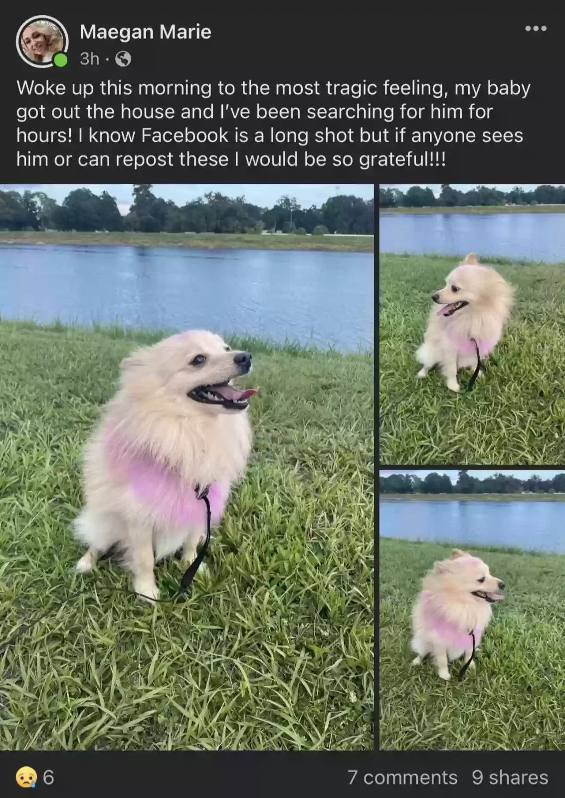 Lost dog in Tampa, FL, 33619