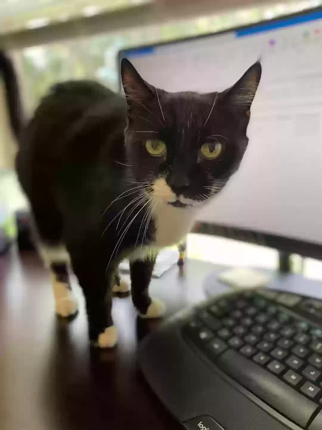 Lost cat in Lutz, FL, 33549