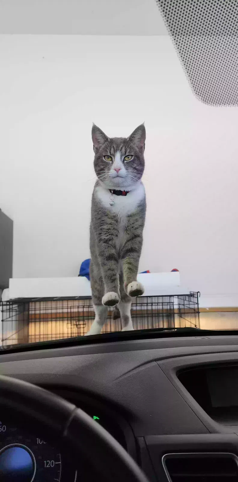 Lost cat in Clover, SC, 29710