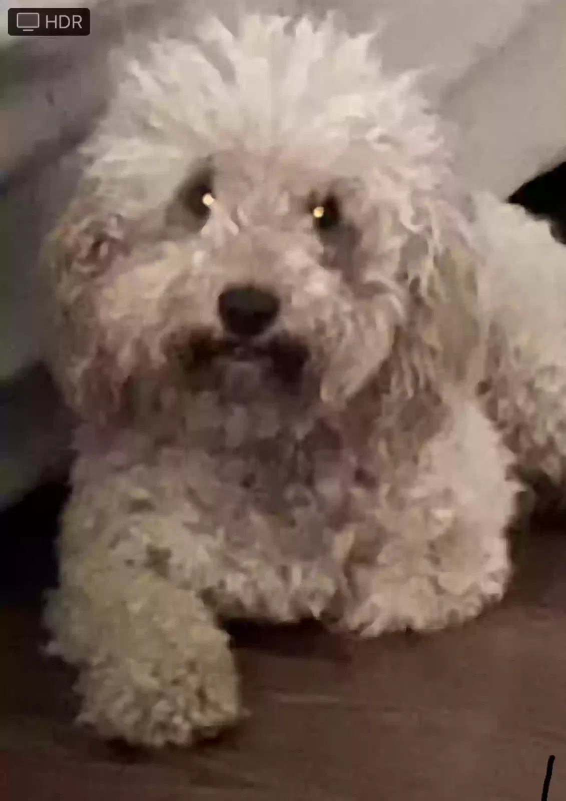 Lost dog in Carencro, LA, 70520
