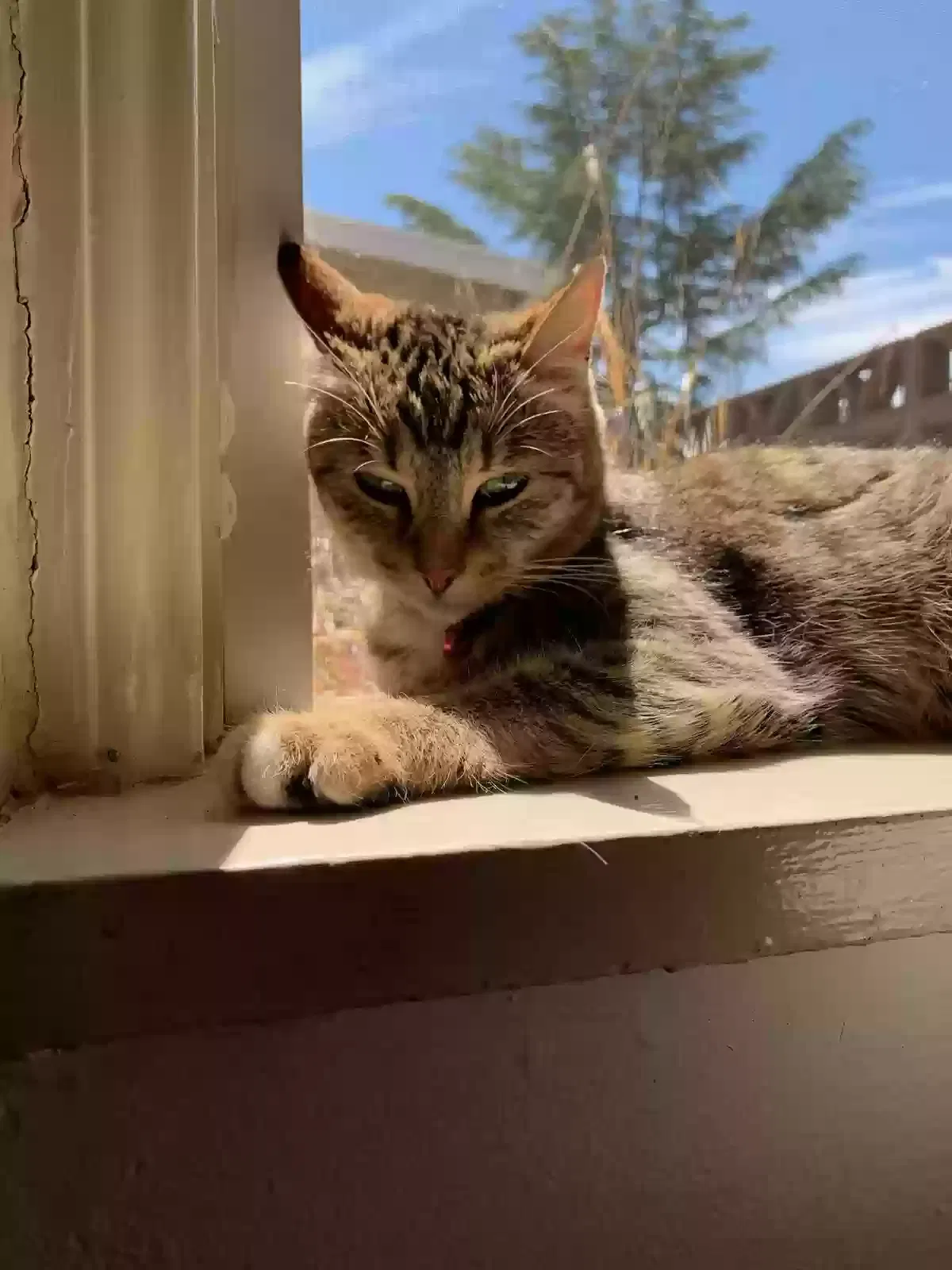 Lost cat in Yucaipa, CA, 92399