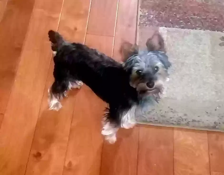 Lost dog in Cedar Hill, TX, 75104