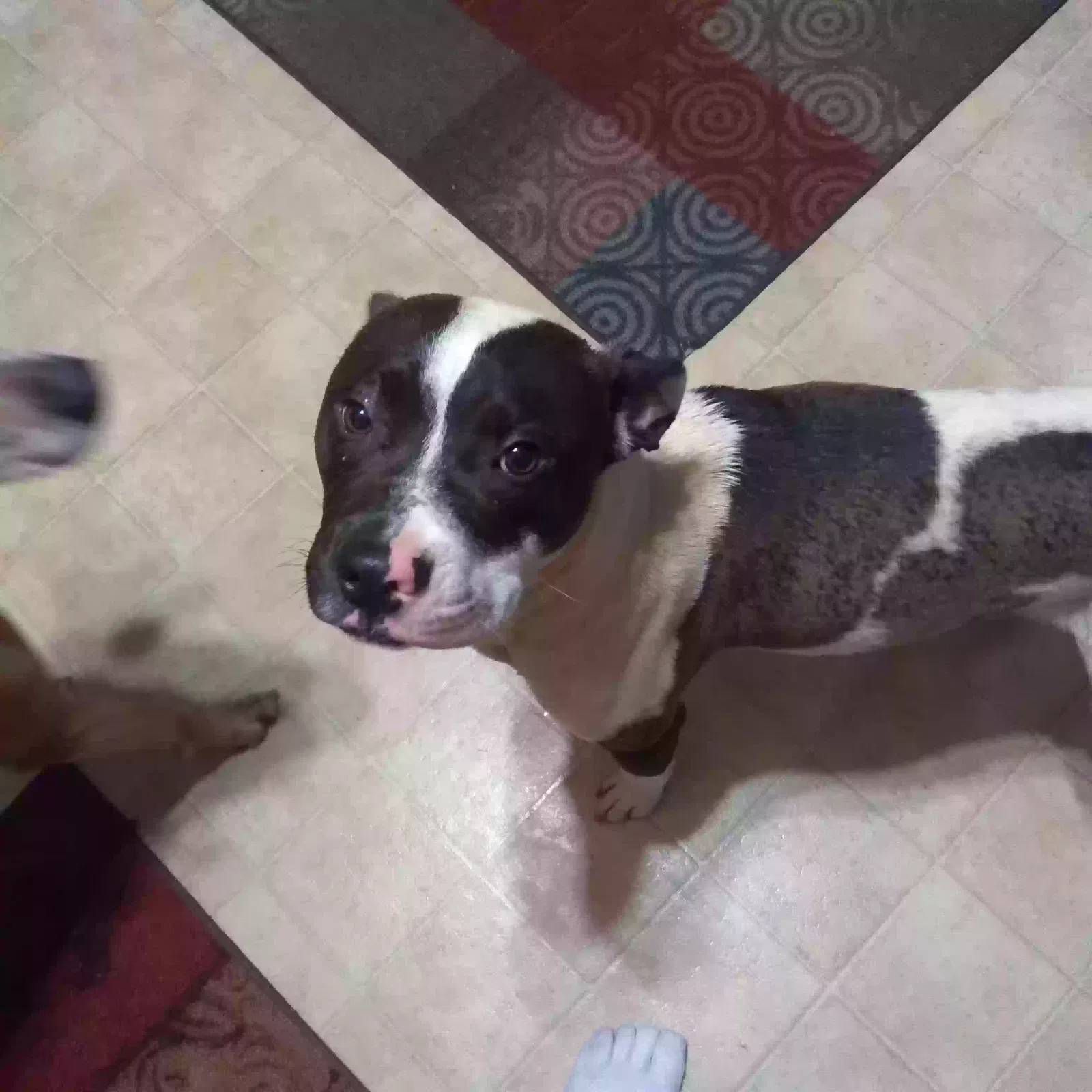 Found dog in Salisbury, NC, 28145